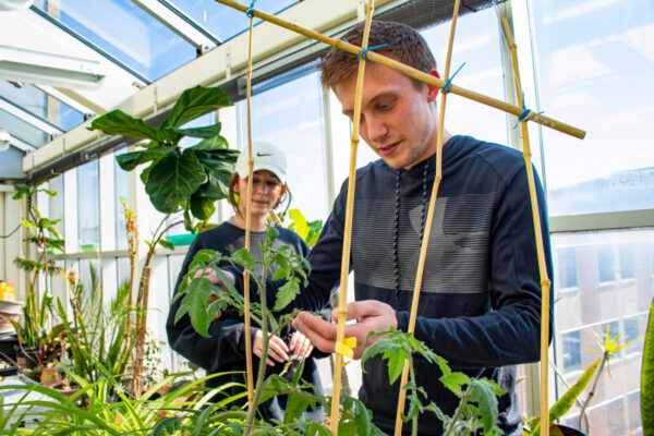 A male student examines plants in a greenhouse on the WSU campus.