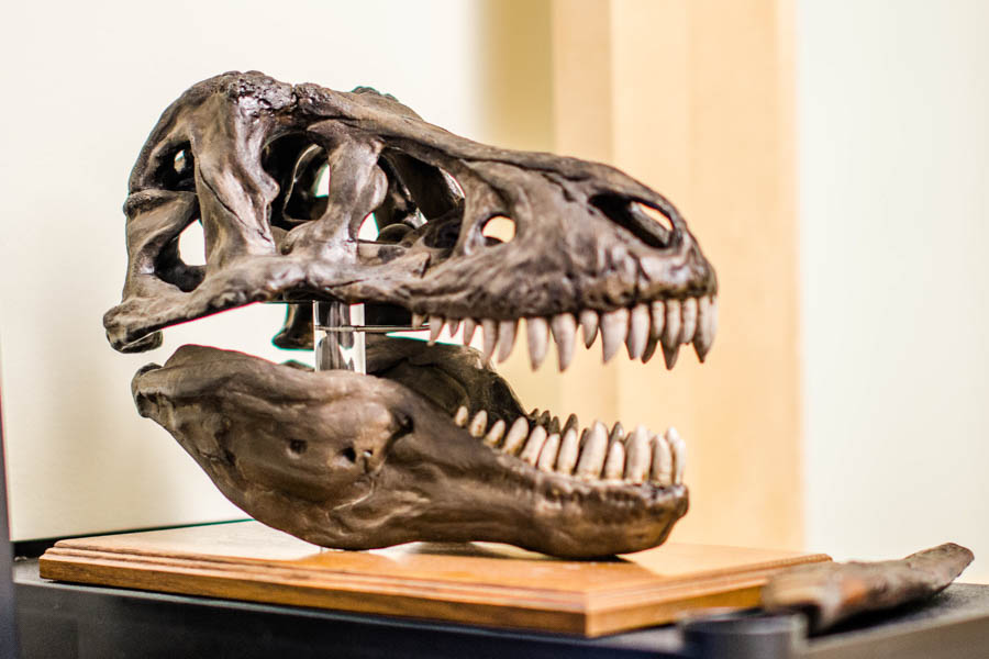 Dinosaur skull fossil on table.