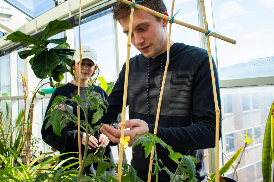 A male student examines plants in a greenhouse.