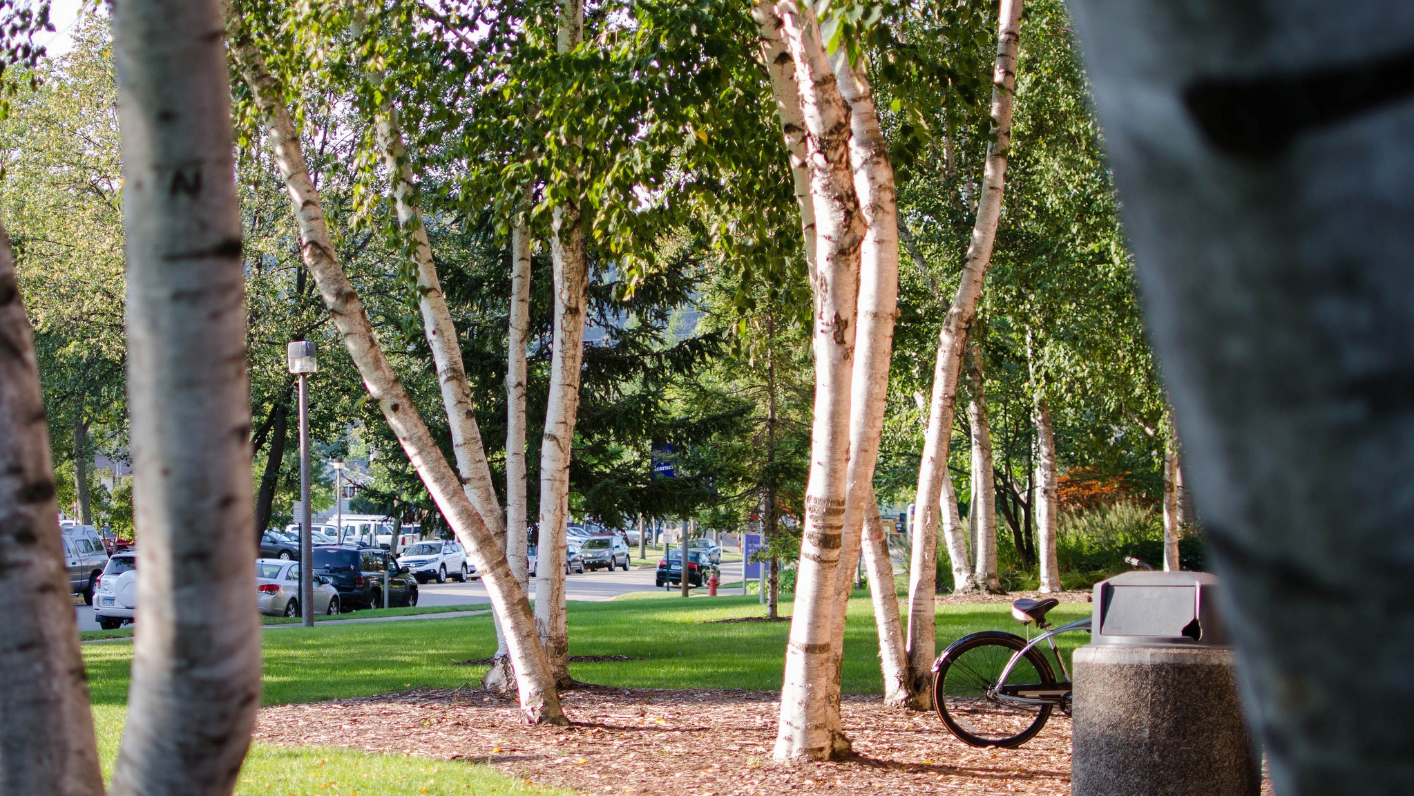 Trees and a bicycle outside of the Winona State University Integrated Wellness Complex.