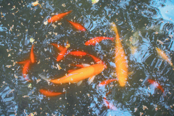 A dozen gold koi fish swim in a pond on WSU campus.