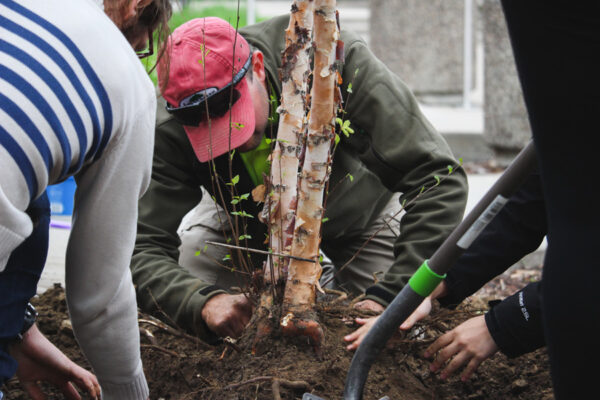 A group of people plant a tree on the WSU campus.
