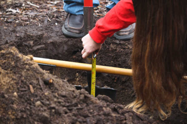 People dig a hole to plant a tree on the WSU campus.